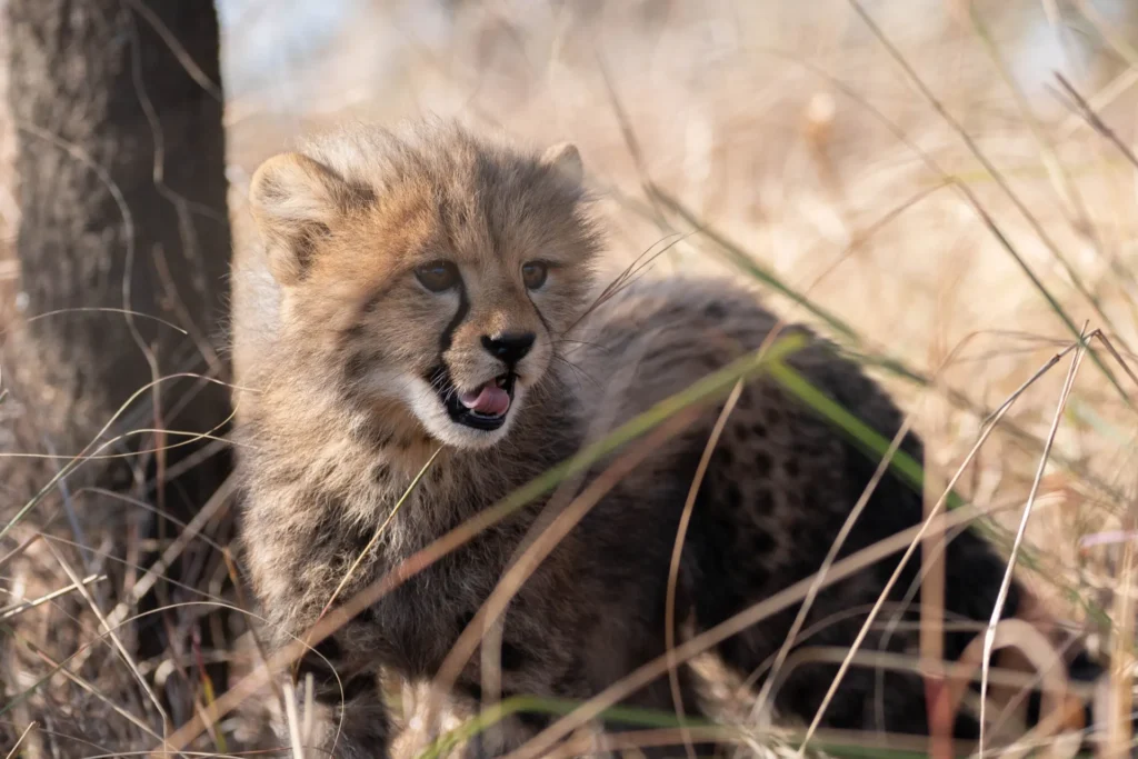 Baby cheetah in the bush