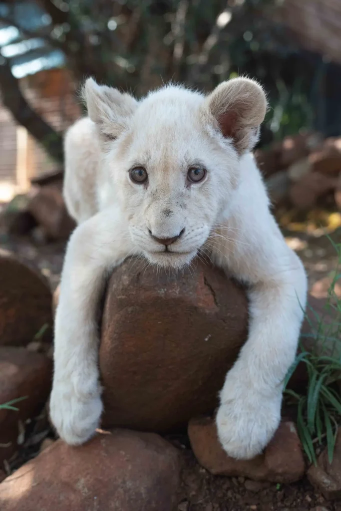 Baby white lion cub