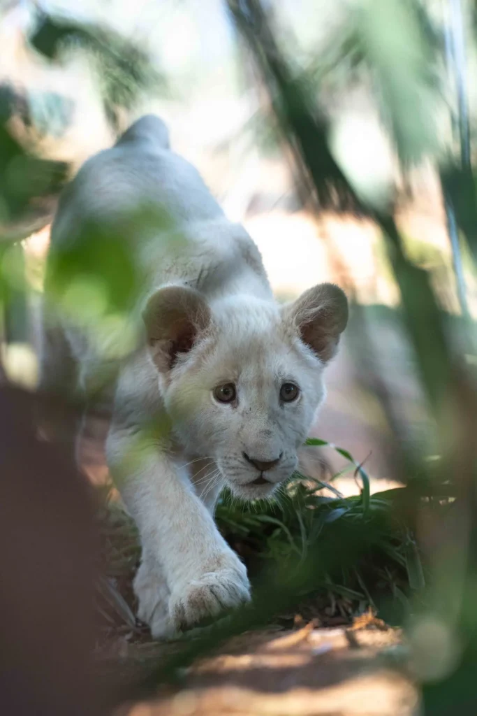 Baby white lion stalking
