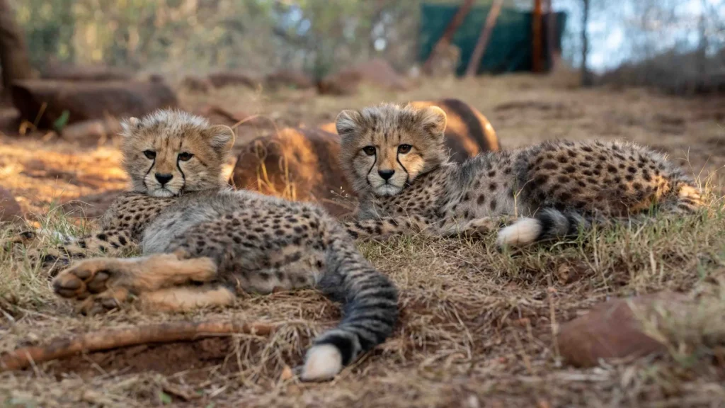 Cheetah cubs
