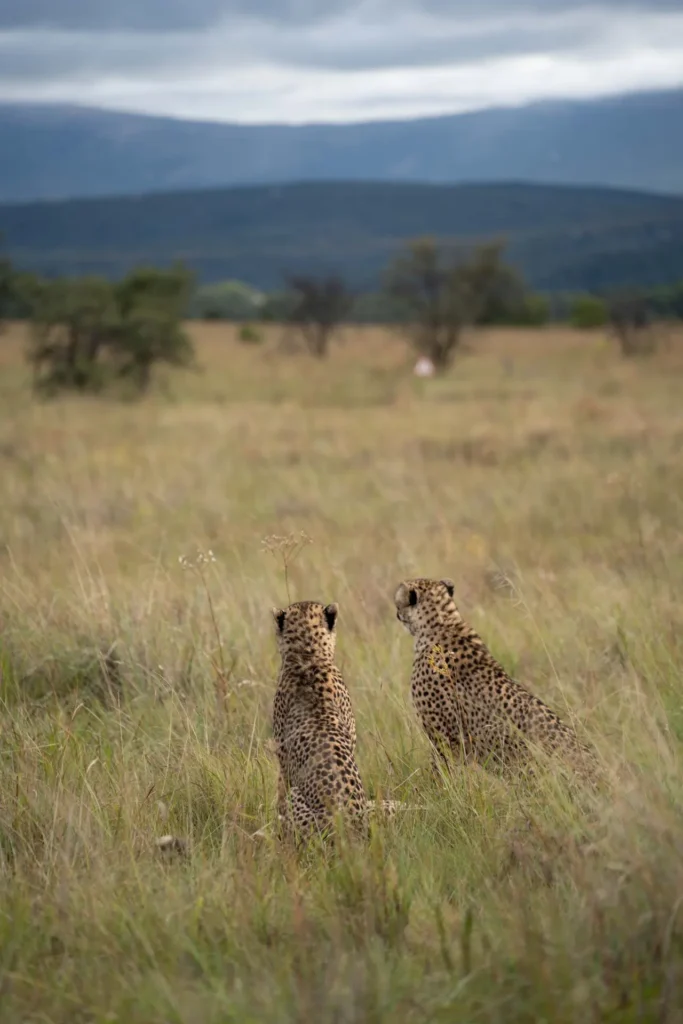 Cheetah enrichment