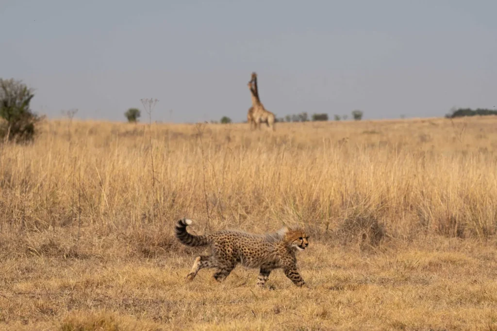 Cheetah with giraffes in the background