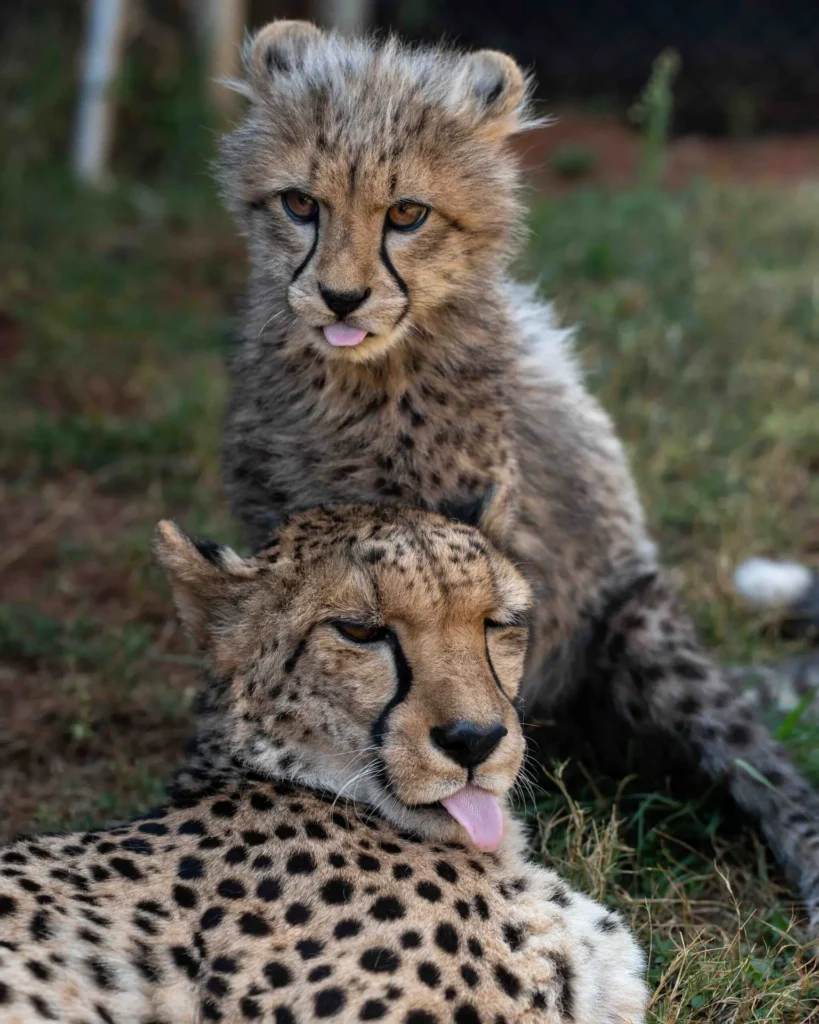 Cheetah mother and baby