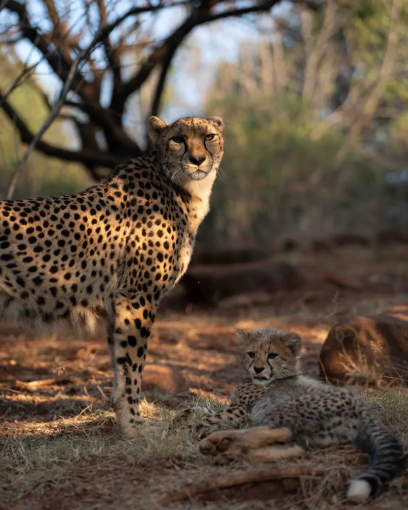 Cheetah mother and cub