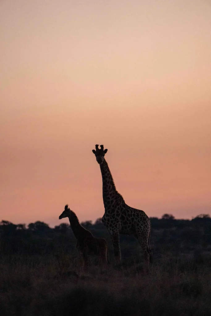 Giraffe mother and baby at sunset