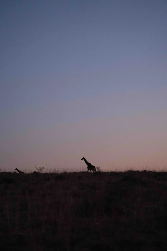 Giraffe silhouette