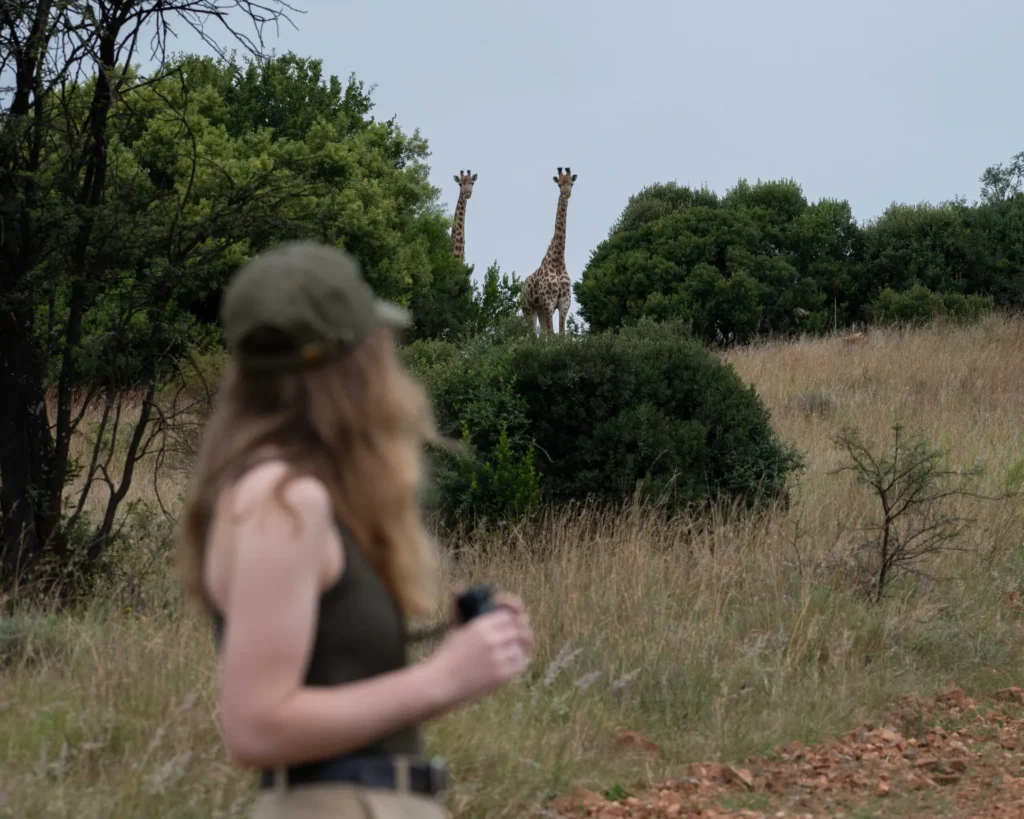 Giraffes at the reserve