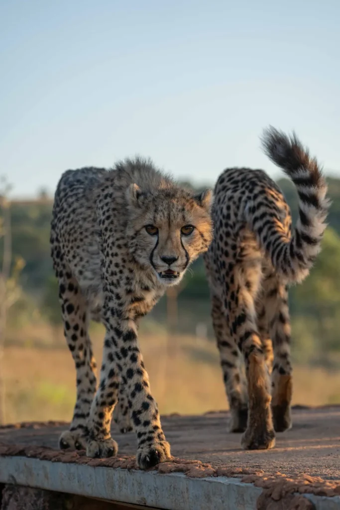 Juvenile cheetahs