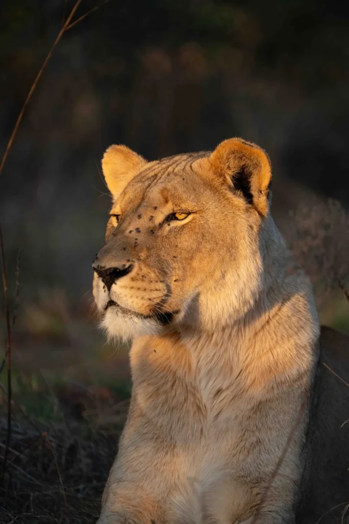 Lioness at sunset