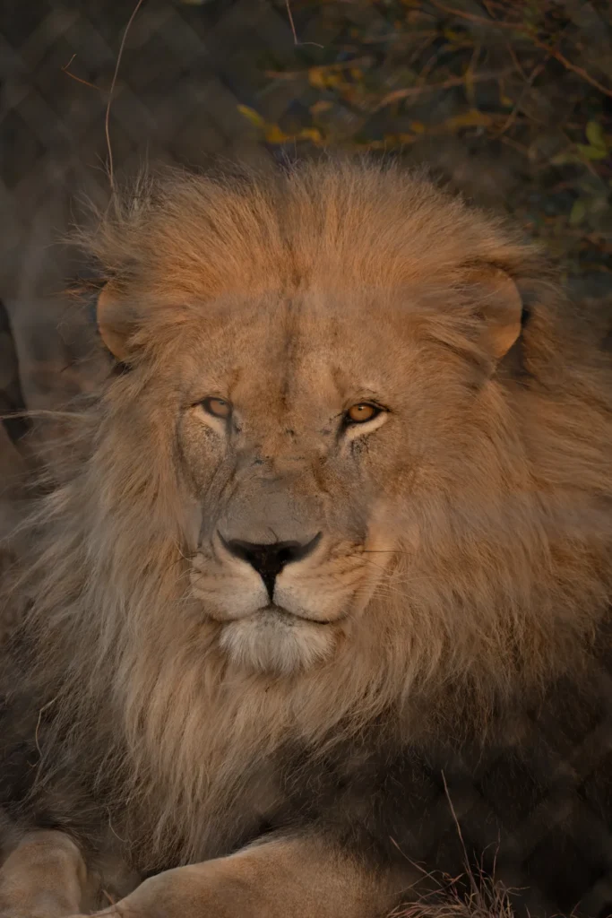 Rescued male lion at the sanctuary
