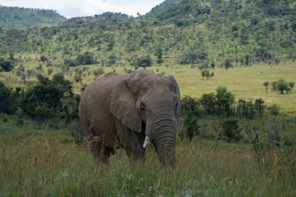 Elephant at Pilanesberg