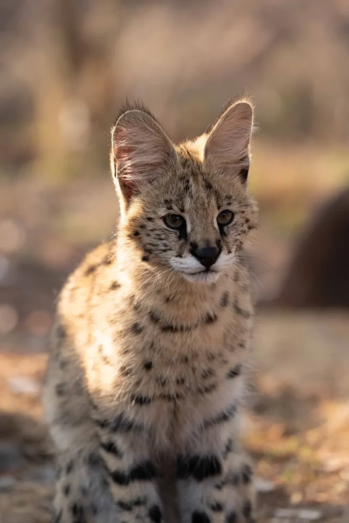 Serval at the project