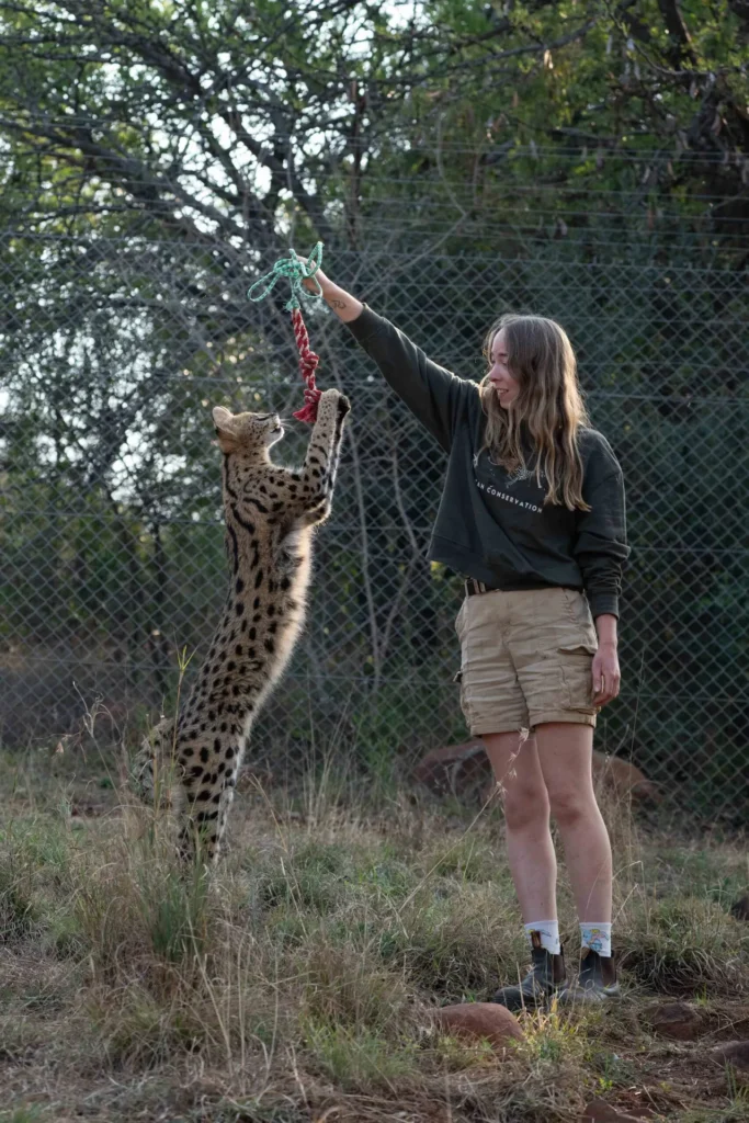 Serval enrichment activity