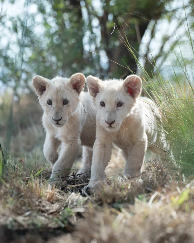 White lion cubs together