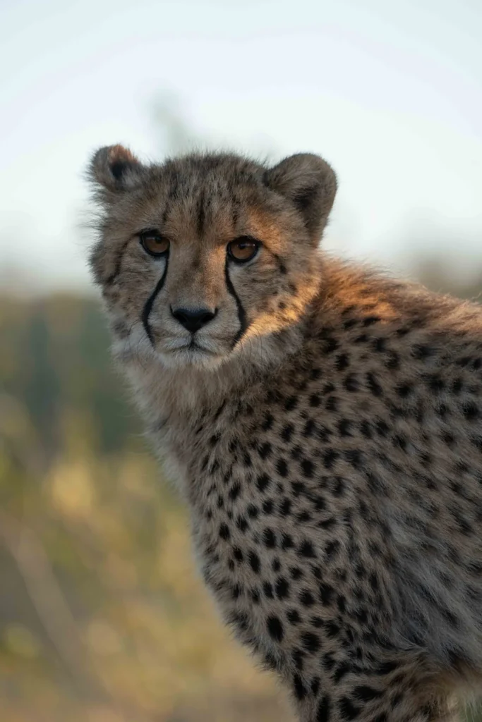 Young cheetah on the reserve